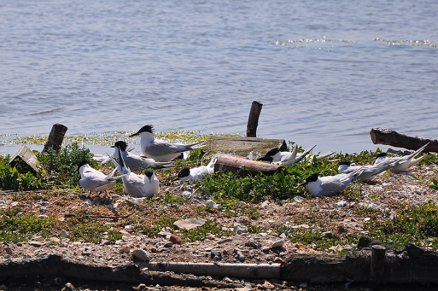 Holiday Dorset_9347_edited-1.jpg - SANDWICH TERNS - BROWNSEA ISLAND